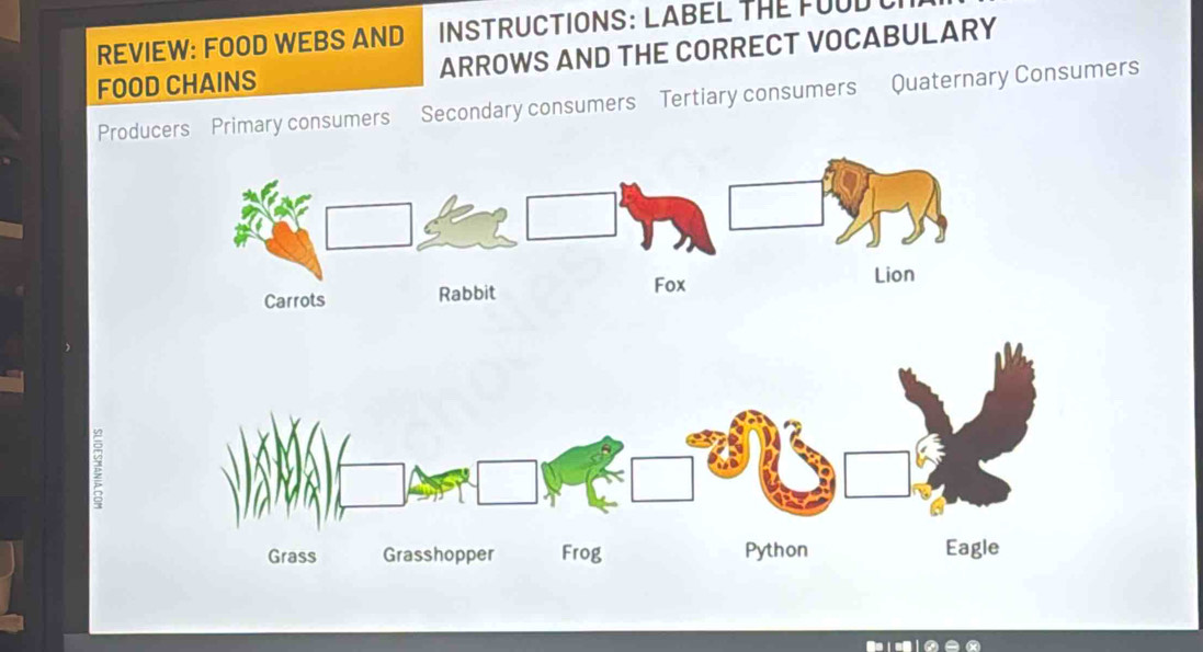 INSTRUCTIONS: LABEL THE FOUD 
REVIEW: FOOD WEBS AND ARROWS AND THE CORRECT VOCABULARY 
FOOD CHAINS 
Producers Primary consumers Secondary consumers Tertiary consumers Quaternary Consumers