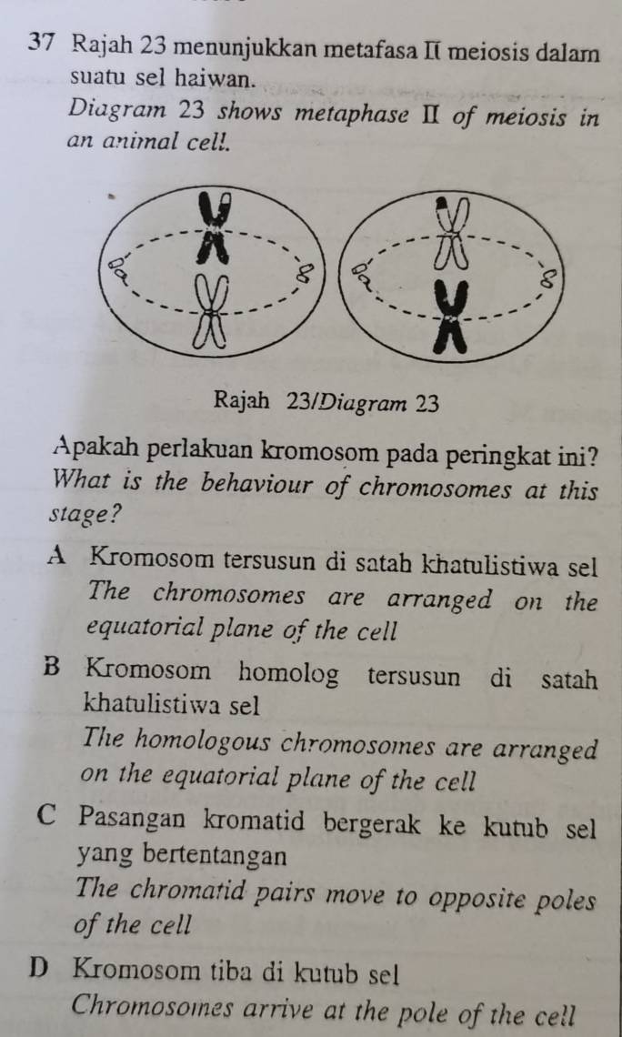 Rajah 23 menunjukkan metafasa I[ meiosis dalam
suatu sel haiwan.
Diagram 23 shows metaphase II of meiosis in
an animal cell.
Rajah 23/Diagram 23
Apakah perlakuan kromosom pada peringkat ini?
What is the behaviour of chromosomes at this
stage?
A Kromosom tersusun di satah khatulistiwa sel
The chromosomes are arranged on the
equatorial plane of the cell
B Kromosom homolog tersusun di satah
khatulistiwa sel
The homologous chromosomes are arranged
on the equatorial plane of the cell
C Pasangan kromatid bergerak ke kutub sel
yang bertentangan
The chromatid pairs move to opposite poles
of the cell
D Kromosom tiba di kutub sel
Chromosomes arrive at the pole of the cell