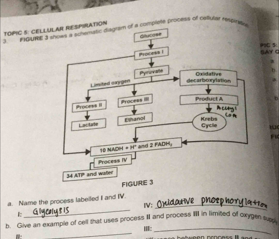 TOPIC 5: CELLUON
3. FIGURE 3 shows a schematic diagram of a complete process of cellular respiration
PIC 5:
SAY C
a
a.
Fi
a. Name the process labelled I and IV.
IV:_
I:
_
b. Give an example of cell that uses process II and process III in limited of oxygen suppy
III:_
I:
_