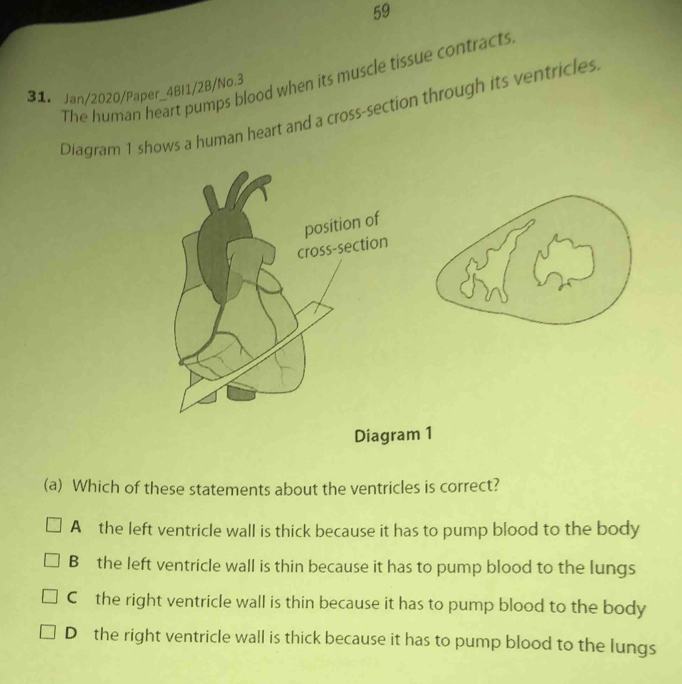 The human heart pumps blood when its muscle tissue contracts
31. Jan/2020/Paper_4BI1/2B/No.3
Diagram 1 shows a human heart and a cross-section through its ventricles
Diagram 1
(a) Which of these statements about the ventricles is correct?
A the left ventricle wall is thick because it has to pump blood to the body
B the left ventricle wall is thin because it has to pump blood to the lungs
C the right ventricle wall is thin because it has to pump blood to the body
D the right ventricle wall is thick because it has to pump blood to the lungs