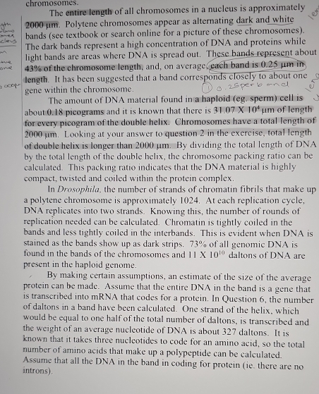 chromosomes.
The entire length of all chromosomes in a nucleus is approximately
2000 μm. Polytene chromosomes appear as alternating dark and white
bands (see textbook or search online for a picture of these chromosomes).
The dark bands represent a high concentration of DNA and proteins while
~~ light bands are areas where DNA is spread out. These bands represent about
43% of the chromosome length, and, on average, each band is 0.25 μm in
length. It has been suggested that a band corresponds closely to about one
       
gene within the chromosome.
The amount of DNA material found in a haploid (eg. sperm) cell is
about 0.18 picograms and it is known that there is 31.07* 10^4 μm of length
for every picogram of the double helix. Chromosomes have a total length of
2000 μm. Looking at your answer to question 2 in the exercise, total length
of double helix is longer than 2000 μm. By dividing the total length of DNA
by the total length of the double helix, the chromosome packing ratio can be
calculated. This packing ratio indicates that the DNA material is highly
compact, twisted and coiled within the protein complex.
In Drosophila, the number of strands of chromatin fibrils that make up
a polytene chromosome is approximately 1024. At each replication cycle,
DNA replicates into two strands. Knowing this, the number of rounds of
replication needed can be calculated. Chromatin is tightly coiled in the
bands and less tightly coiled in the interbands. This is evident when DNA is
stained as the bands show up as dark strips. 73% of all genomic DNA is
found in the bands of the chromosomes and 11* 10^(10) daltons of DNA are
present in the haploid genome.
By making certain assumptions, an estimate of the size of the average
protein can be made. Assume that the entire DNA in the band is a gene that
is transcribed into mRNA that codes for a protein. In Question 6, the number
of daltons in a band have been calculated. One strand of the helix, which
would be equal to one half of the total number of daltons, is transcribed and
the weight of an average nucleotide of DNA is about 327 daltons. It is
known that it takes three nucleotides to code for an amino acid, so the total
number of amino acids that make up a polypeptide can be calculated.
Assume that all the DNA in the band in coding for protein (ie. there are no
introns).