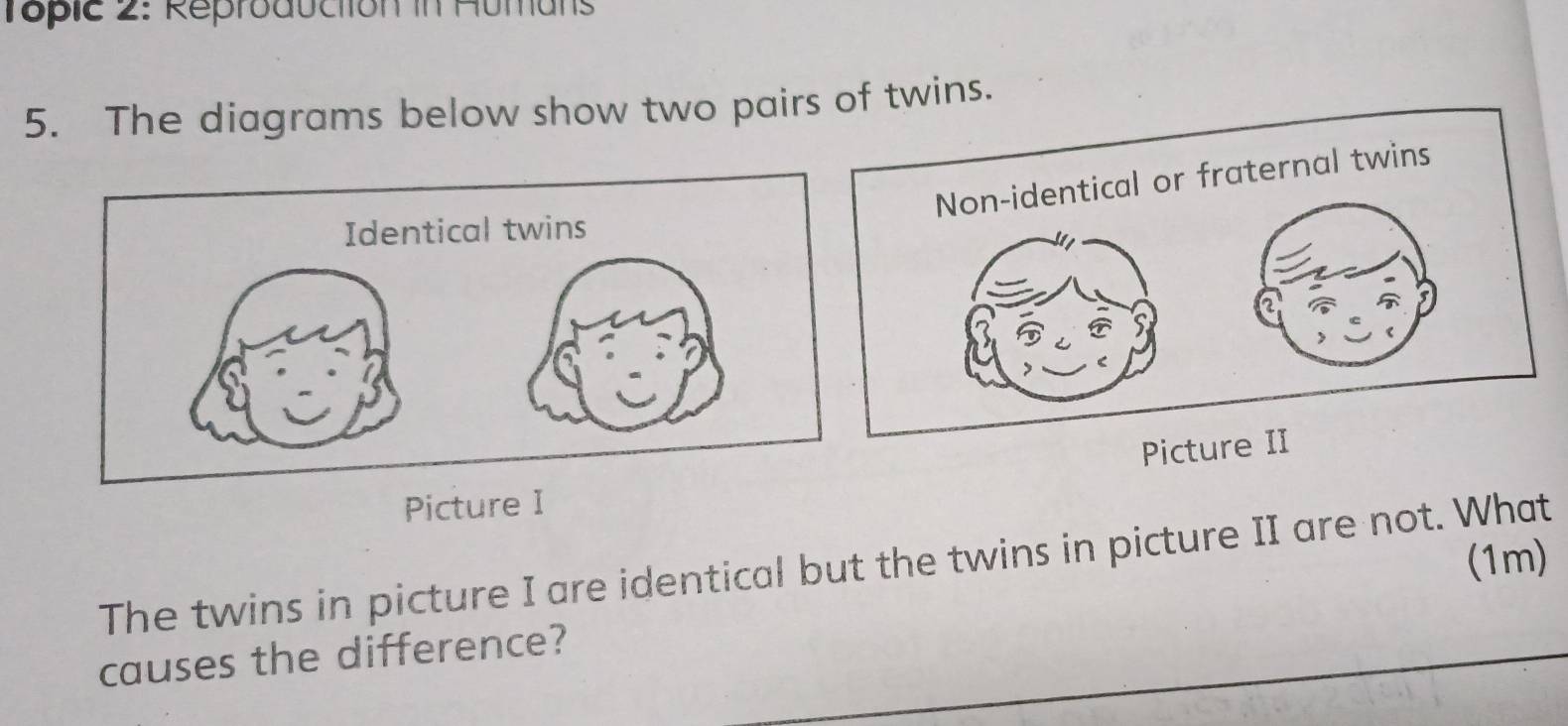 Tople 2: Reproduction in Humans 
5. The diagrams below show two pairs of twins. 
Picture 
Picture I 
(1m) 
The twins in picture I are identical but the twins in picture II are not. What 
causes the difference?