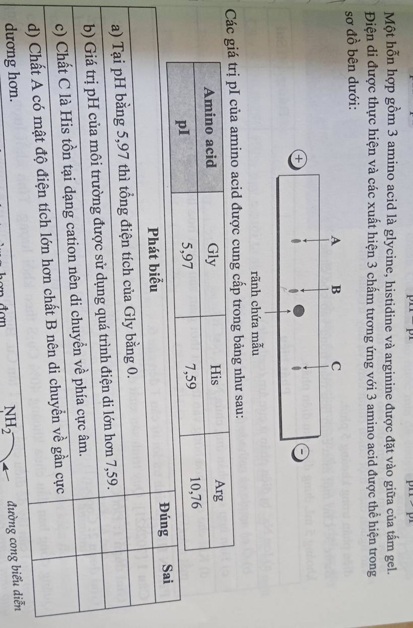 Một hỗn hợp gồm 3 amino acid là glycine, histidine và arginine được đặt vào giữa của tấm gel.
Điện di được thực hiện và các xuất hiện 3 chấm tương ứng với 3 amino acid được thể hiện trong
sơ đồ bên dưới:
rãnh chứa mẫu
CI của amino acid được cung cấp trong bảng như sau: