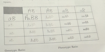 square. 
Genotypic Ratio: Phenotypic Ratio: