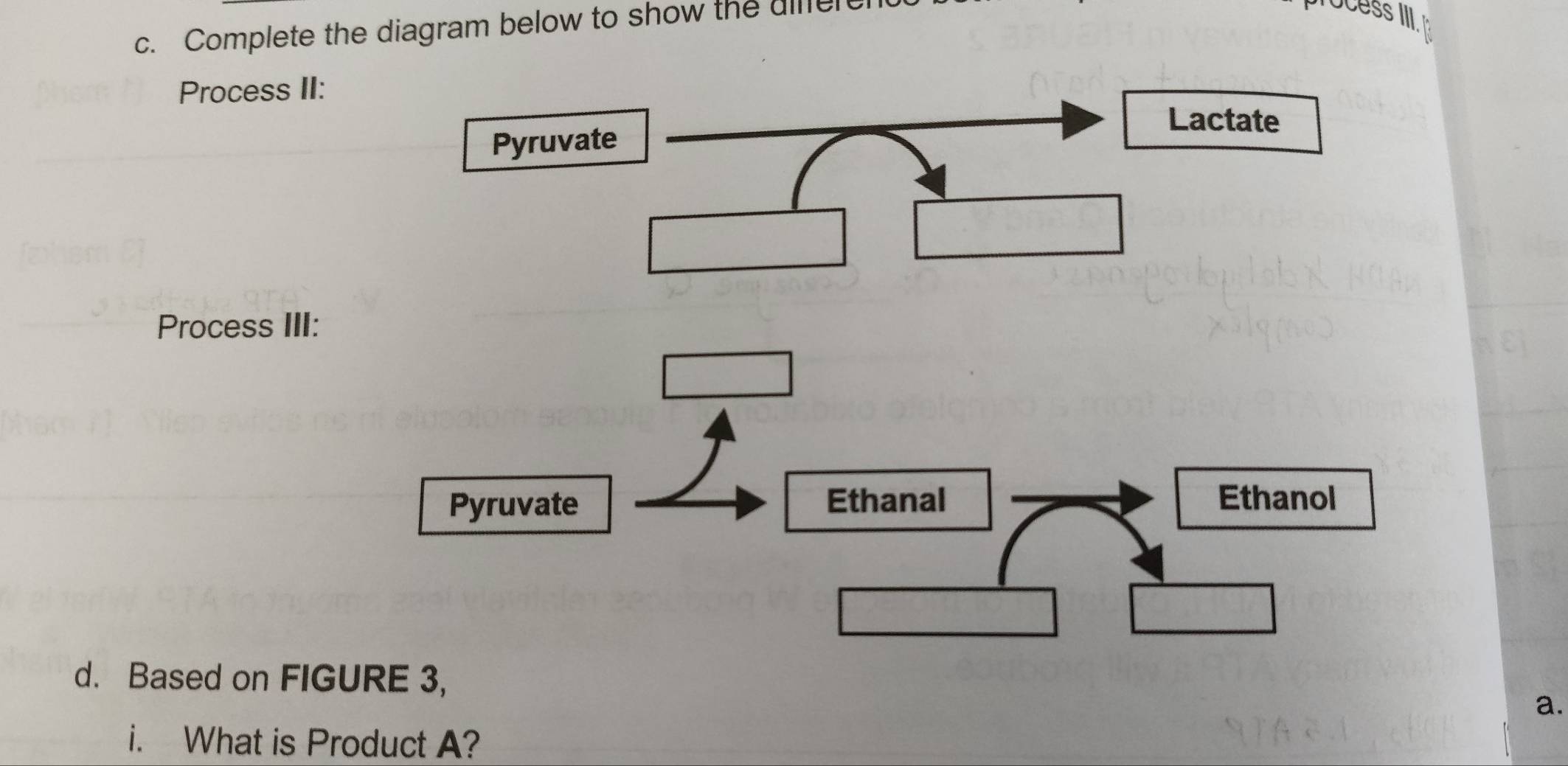 Complete the diagram below to show the ullel 
Process II: 
Lactate 
Pyruvate 
Process III: 
Pyruvate Ethanal Ethanol 
d. Based on FIGURE 3, 
a. 
i. What is Product A?