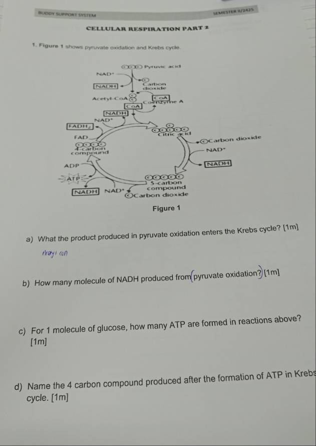 BUDDY SUPPORT SYSTEM 
SEMESTER 0/2425 
CELLULAR RESPIRATION PART 2 
1. Figure 1 shows pyruvate oxidation and Krebs cycle. 
a) What the product produced in pyruvate oxidation enters the Krebs cycle? [1m] 
ræy1 con 
b) How many molecule of NADH produced from pyruvate oxidation? [1m] 
c) For 1 molecule of glucose, how many ATP are formed in reactions above? 
[1m] 
d) Name the 4 carbon compound produced after the formation of ATP in Krebs 
cycle. [1m]