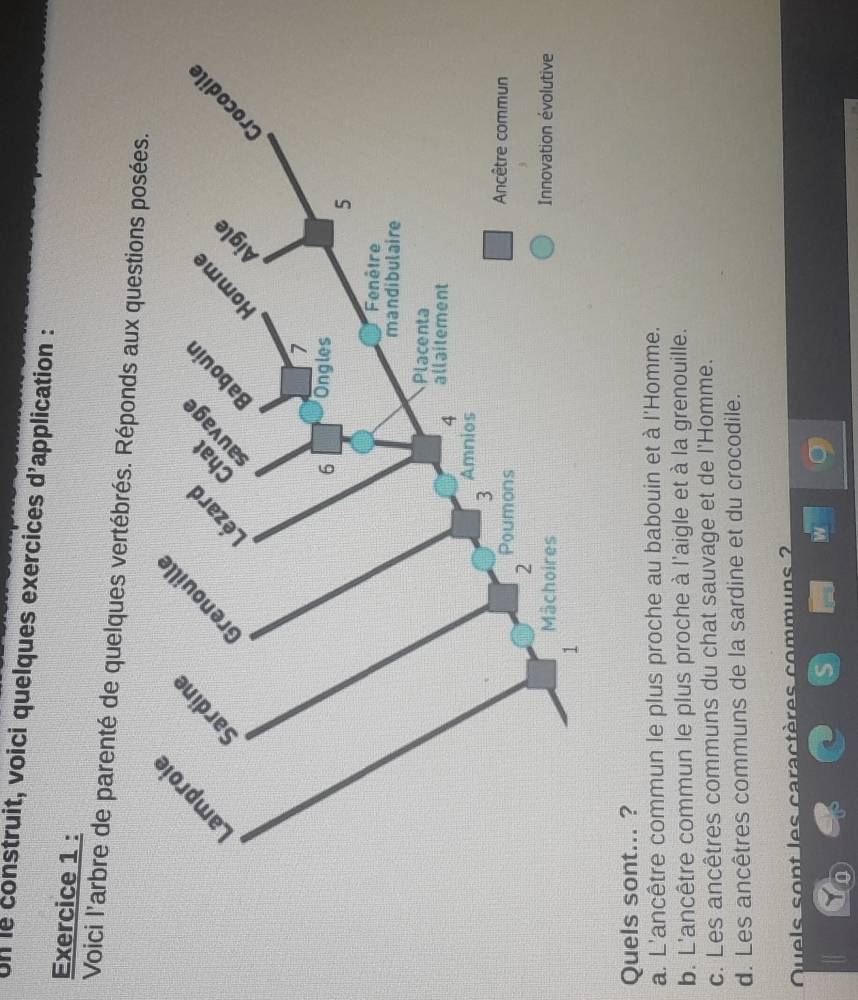 Un le construit, voici quelques exercices d'application :
Exercice 1 :
Voici l'arbre de parenté de quelques vertébrés. Réponds aux ques
Quels sont... ?
a. L'ancêtre commun le plus proche au babouin et à l'Homme.
b. L'ancêtre commun le plus proche à l'aigle et à la grenouille.
c. Les ancêtres communs du chat sauvage et de l'Homme.
d. Les ancêtres communs de la sardine et du crocodile.
Quels sont les caractères communs ?
W