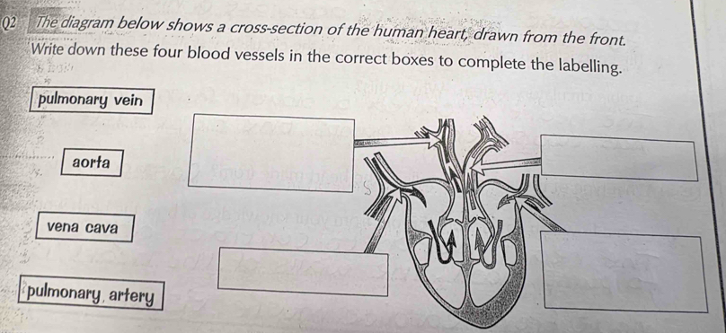 The diagram below shows a cross-section of the human heart, drawn from the front.
Write down these four blood vessels in the correct boxes to complete the labelling.
pulmonary vein
aorta
vena cava
pulmonary artery