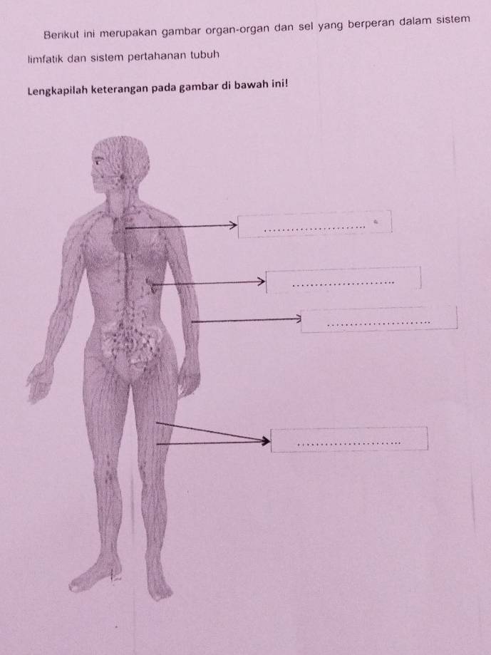 Berikut ini merupakan gambar organ-organ dan sel yang berperan dalam sistem 
limfatik dan sistem pertahanan tubuh 
Lengkapilah keterangan pada gambar di bawah ini! 
_ 
_ 
_ 
_ 
_