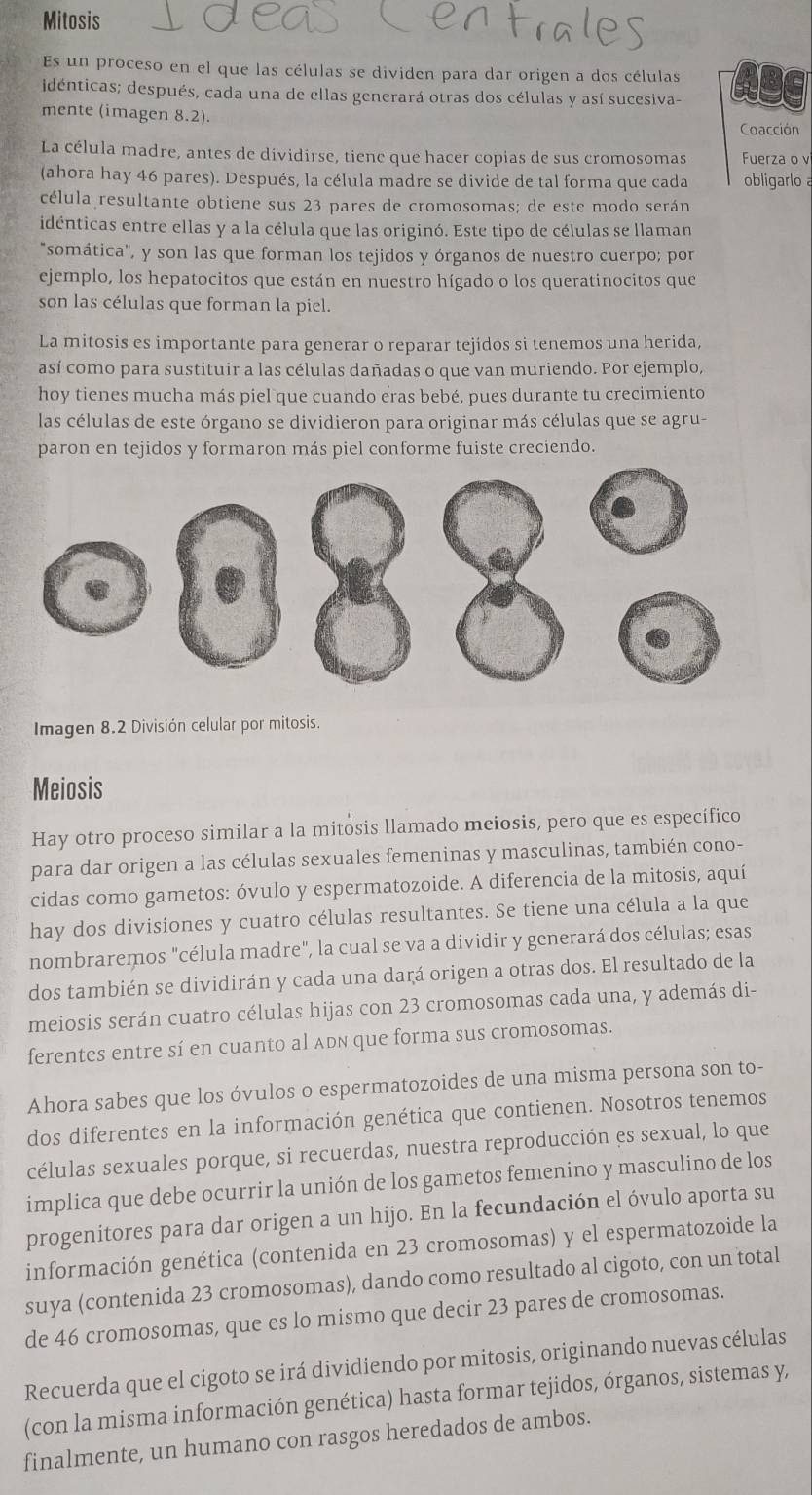 Mitosis
Es un proceso en el que las células se dividen para dar origen a dos células
idénticas; después, cada una de ellas generará otras dos células y así sucesiva-
mente (imagen 8.2).
Coacción
La célula madre, antes de dividirse, tiene que hacer copias de sus cromosomas Fuerza o v
(ahora hay 46 pares). Después, la célula madre se divide de tal forma que cada obligarlo a
célula resultante obtiene sus 23 pares de cromosomas; de este modo serán
idénticas entre ellas y a la célula que las originó. Este tipo de células se llaman
"somática", y son las que forman los tejidos y órganos de nuestro cuerpo; por
ejemplo, los hepatocitos que están en nuestro hígado o los queratinocitos que
son las células que forman la piel.
La mitosis es importante para generar o reparar tejidos si tenemos una herida,
así como para sustituir a las células dañadas o que van muriendo. Por ejemplo,
hoy tienes mucha más piel que cuando eras bebé, pues durante tu crecimiento
las células de este órgano se dividieron para originar más células que se agru-
paron en tejidos y formaron más piel conforme fuiste creciendo.
Imagen 8.2 División celular por mitosis.
Meiosis
Hay otro proceso similar a la mitosis llamado meiosis, pero que es específico
para dar origen a las células sexuales femeninas y masculinas, también cono-
cidas como gametos: óvulo y espermatozoide. A diferencia de la mitosis, aquí
hay dos divisiones y cuatro células resultantes. Se tiene una célula a la que
nombraremos "célula madre", la cual se va a dividir y generará dos células; esas
dos también se dividirán y cada una dará origen a otras dos. El resultado de la
meiosis serán cuatro células hijas con 23 cromosomas cada una, y además di-
ferentes entre sí en cuanto al Adn que forma sus cromosomas.
Ahora sabes que los óvulos o espermatozoides de una misma persona son to-
dos diferentes en la información genética que contienen. Nosotros tenemos
células sexuales porque, si recuerdas, nuestra reproducción es sexual, lo que
implica que debe ocurrir la unión de los gametos femenino y masculino de los
progenitores para dar origen a un hijo. En la fecundación el óvulo aporta su
información genética (contenida en 23 cromosomas) y el espermatozoide la
suya (contenida 23 cromosomas), dando como resultado al cigoto, con un total
de 46 cromosomas, que es lo mismo que decir 23 pares de cromosomas.
Recuerda que el cigoto se irá dividiendo por mitosis, originando nuevas células
(con la misma información genética) hasta formar tejidos, órganos, sistemas y,
finalmente, un humano con rasgos heredados de ambos.