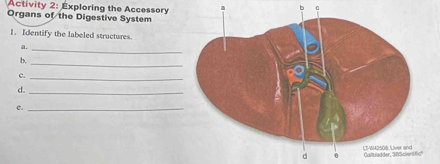 Activity 2: Exploring the Accessory 
a 
b c 
Organs of the Digestive System 
1. Identify the labeled structures. 
a. 
_ 
_ 
b. 
c._ 
d,_ 
e._ 
d