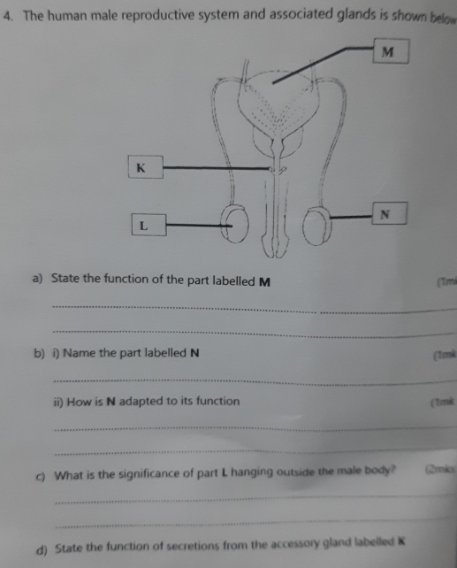 The human male reproductive system and associated glands is shown below 
a) State the function of the part labelled M (Tmi 
_ 
_ 
b) i) Name the part labelled N (1mk 
_ 
ii) How is N adapted to its function (1mk 
_ 
_ 
c) What is the significance of part L hanging outside the male body? (2mks 
_ 
_ 
d) State the function of secretions from the accessory gland labelled K