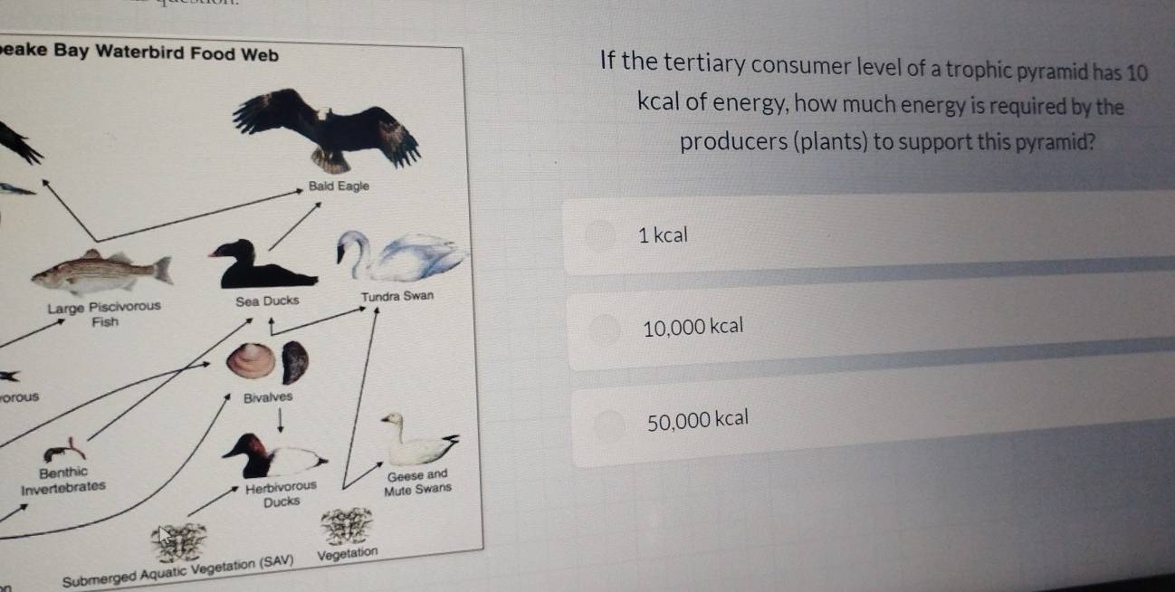 eake Bay Waterbird Food WebIf the tertiary consumer level of a trophic pyramid has 10
kcal of energy, how much energy is required by the
producers (plants) to support this pyramid?
1 kcal
10,000 kcal
orous
50,000 kcal
In
n Submerged Aquatic Vegetation (SAV)