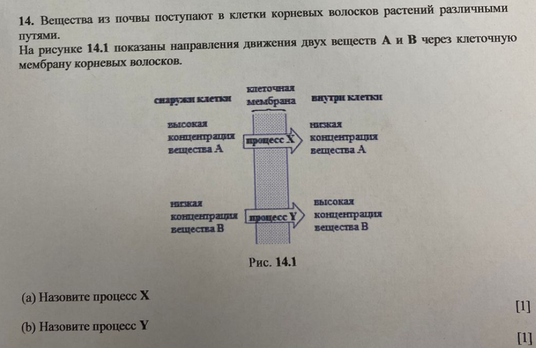 Вешества из почвы поступаюот в клетки корневых волосков растений различньми 
ΠутяМи. 
На рисунке 14.1показань направления движения двух вешеств Аи Вчерез клеточную 
мембрану корневых волосков. 
(а) Назовите ироцесс Χ 
[1] 
(b) Назовите лроцесс Y 
[1]