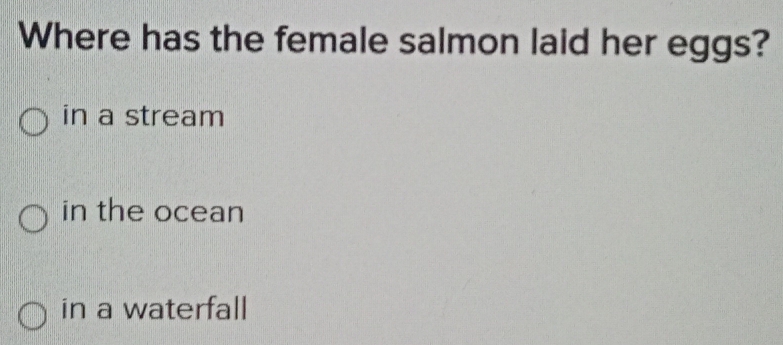 Where has the female salmon laid her eggs?
in a stream
in the ocean
in a waterfall