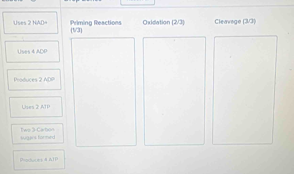 Uses 2 NAD+ Priming Reactions Oxidation (2/3) Cleavage (3/3)
(1/3)
Uses 4 ADP
Produces 2 ADP
Uses 2 ATP
Two 3 -Carbon 
sugars formed 
Produces 4 ATP