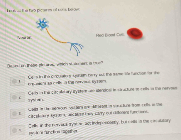 Look at the two pictures of cells below:
Red Blood Cell:
Based on these pictures, which statement is true?
Cells in the circulatory system carry out the same life function for the
1
organism as cells in the nervous system.
Cells in the circulatory system are identical in structure to cells in the nervous
2
system.
Cells in the nervous system are different in structure from cells in the
3.
circulatory system, because they carry out different functions.
Cells in the nervous system act independently, but cells in the circulatory
4.
system function together.