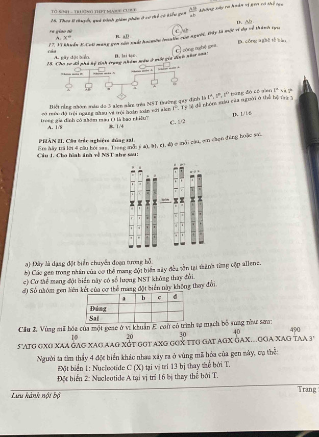 Tổ SinH - trưởng thPT MaRe curie
16. Theo lí thuyết, quả trình giảm phân ở cơ thế có kiểu gen  AB/ab  không xây ra hoán vị gen có thể tạo
D. Ab
C. )ab 
ra giao từ B. aB
17. Vì khuẩn E.Coli mang gen sản xuất hocmôn insulin của người. Đây là một ví dụ về thành tựu
A. X°.
D. cống nghệ tế bào
của
C) công nghệ gen.
A. gây đột biển. B, lai tạo
g nhóm máu ở một gia đình như sau:
Biết rằng nhóm máu do 3 alen nằm trên NST thường quy là I^A,I^B,I^O trong đó có alen I^A và I^B
có mức độ trội ngang nhau và trội hoàn toàn với alen 1° - Tỷ lệ để nhóm máu của người ở thể hệ thứ 3
trong gia đình có nhóm máu O là bao nhiêu? D. 1/16
C. 1/2
A. 1/8 B. 1/4
PHÀN II. Câu trắc nghiệm đúng sai.
Em hãy trả lời 4 câu hỏi sau. Trong mỗi ý a), b), c), d) ở mỗi câu, em chọn đúng hoặc sai.
Câu 1. Cho hình ảnh về NST như sau:
D + 
  
in
φ
a) Đây là dạng đột biến chuyển đoạn tương hoverline overline overline O.
b) Các gen trong nhân của cơ thể mang đột biển này đều tồn tại thành từng cặp allene.
c) Cơ thể mang đột biến này có số lượng NST không thay đổi.
d) Số nhóm gen liêa cơ thể mang đột biến này không thay đổi.
Câu 2. Vùng mã hóa của một gene ở vi khuẩn E. coli có trình tự mạch bổ sung như sau: 490
10 20 30 40
5'ATG GXG XAA GAG XAG AAG XGT GGT AXG GGX TTG GAT AGX GAX.GGA XAG TAA 3'
Người ta tìm thấy 4 đột biến khác nhau xảy ra ở vùng mã hóa của gen này, cụ thể:
Đột biến 1: Nucleotide C (X) tại vị trí 13 bị thay thế bởi T.
Đột biển 2: Nucleotide A tại vị trí 16 bị thay thế bởi T.
Trang
Lưu hành nội bộ