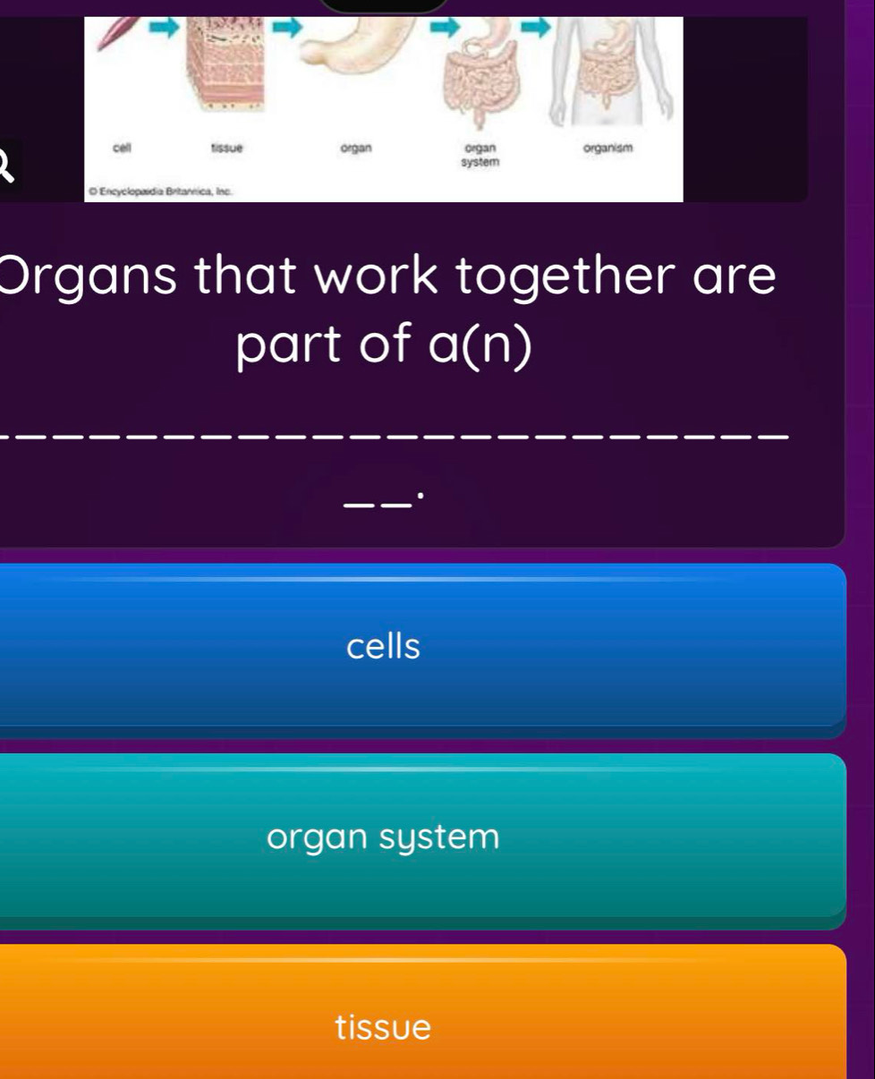 Organs that work together are
part of a(n).
cells
organ system
tissue