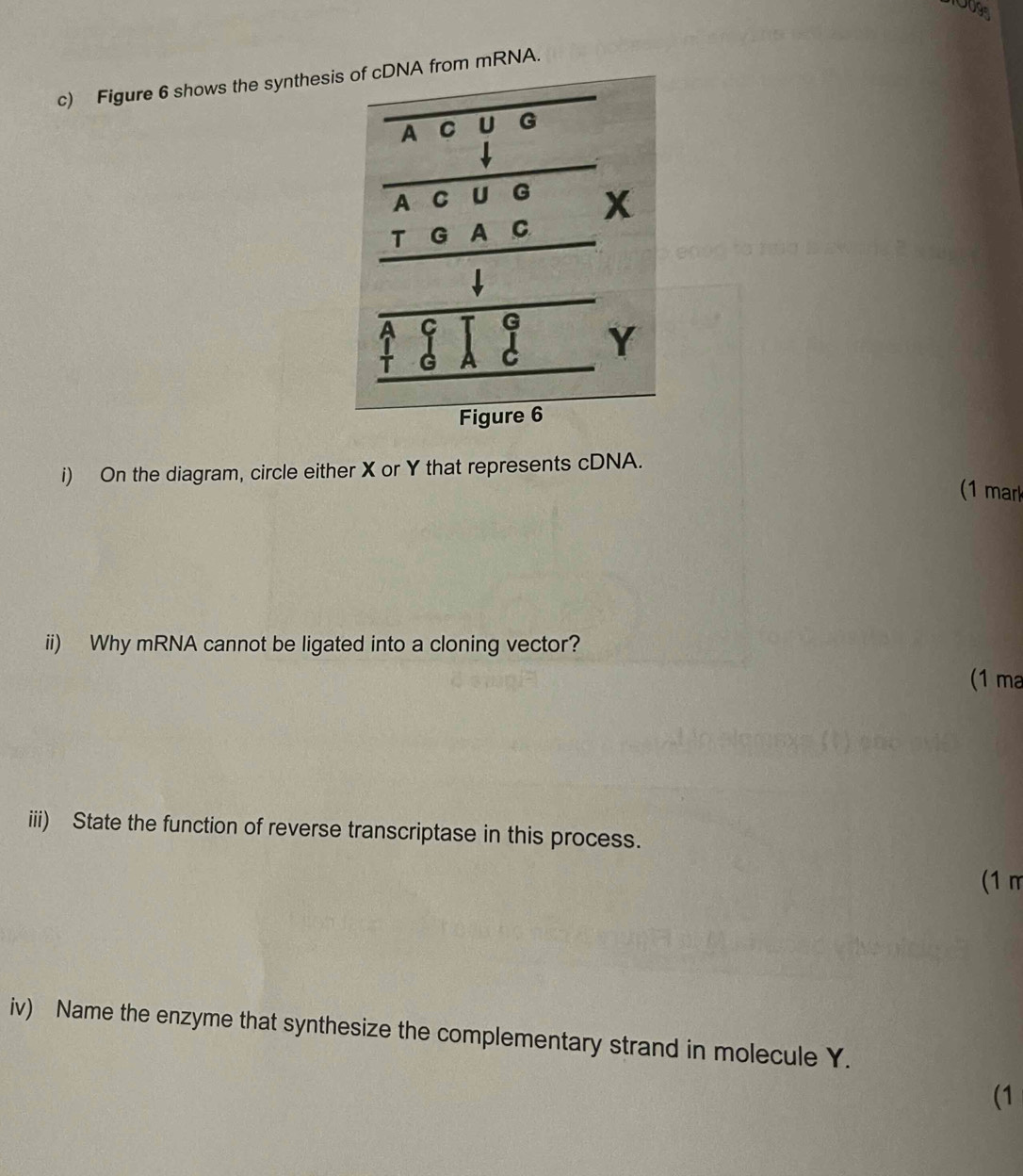 0093 
c) Figure 6 shows the synthesis of cDNA from mRNA. 
A C U G 
↓ 
A C U G 
x 
T G A C 
↓ 
a C T G 
G A C Y
Figure 6 
i) On the diagram, circle either X or Y that represents cDNA. 
(1 mar 
ii) Why mRNA cannot be ligated into a cloning vector? 
(1 ma 
iii) State the function of reverse transcriptase in this process. 
(1m 
iv) Name the enzyme that synthesize the complementary strand in molecule Y. 
(1