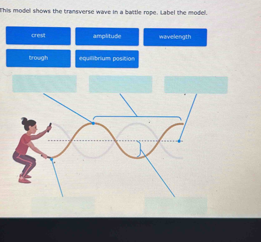 Solved: This model shows the transverse wave in a battle rope. Label ...