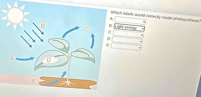 ich labels would correctly model photosynthesis? 
ight energy