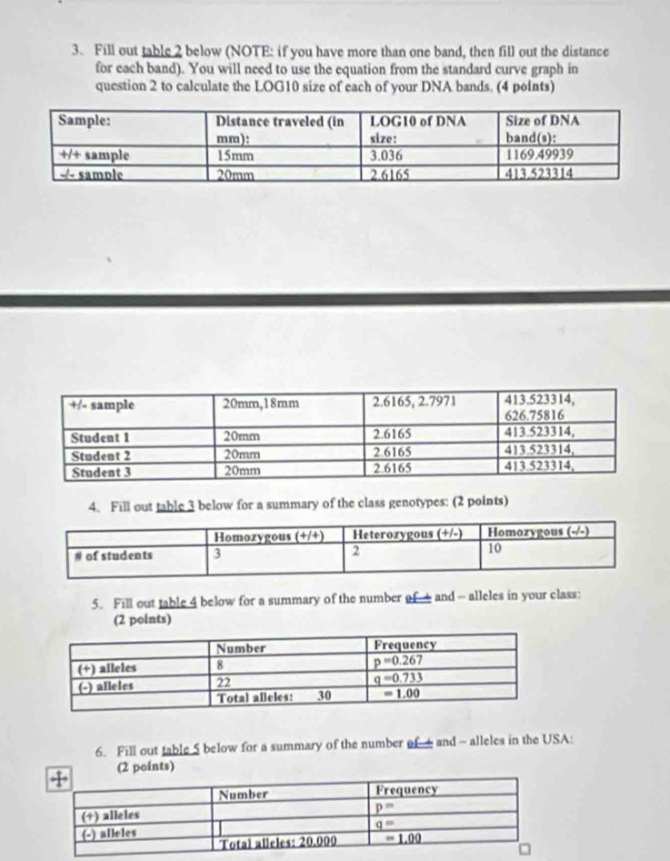 Fill out table 2 below (NOTE: if you have more than one band, then fill out the distance
for each band). You will need to use the equation from the standard curve graph in
question 2 to calculate the LOG10 size of each of your DNA bands. (4 points)
4. Fill out table 3 below for a summary of the class genotypes: (2 points)
5. Fill out table 4 below for a summary of the number of  and - alleles in your class:
(2 points)
6. Fill out table 5 below for a summary of the number of- and ~ alleles in the USA:
(2 points)