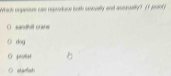 Which organism san reproduse both sexually and asexually? (1 point)
sandhill crans
dog
protist
starfish