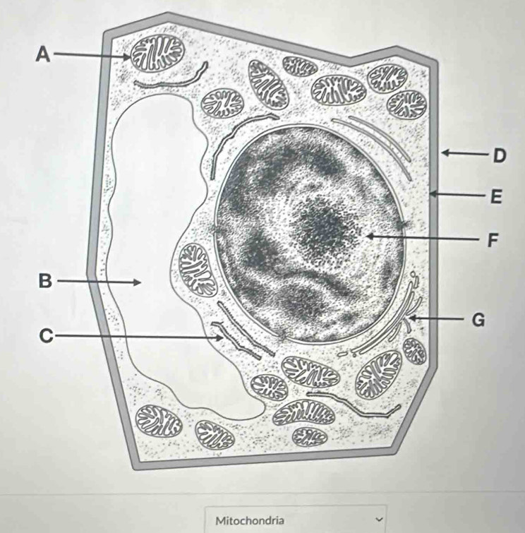 Mitochondria