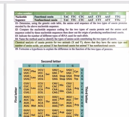 11- Determine, using the genetic code table, the aroteins 
encoded by the above nucleotide sequence. 
12- Compare the nucleotide sequence coding for the two types of casein protein and the amino acid 
sequence coded by these nucleotide sequences then draw out the origin of producing nonfunctional cascin. 
13- Indicate the number of different types of tRNA used for each allele. 
14- Name the method used to identify the types of amino acids constituting the two types of cascin. 
Chemical analysis of casein protein for two animals (X and Y), shows that they have the same type and 
number of amino acids; yet animal X has functional casein but animal Y has nonfunctional casein. 
15- Formulate a hypothesis to explain the difference in the function of the two types of proteins. 
G G Val Ala GAA1 
GGa Gly A