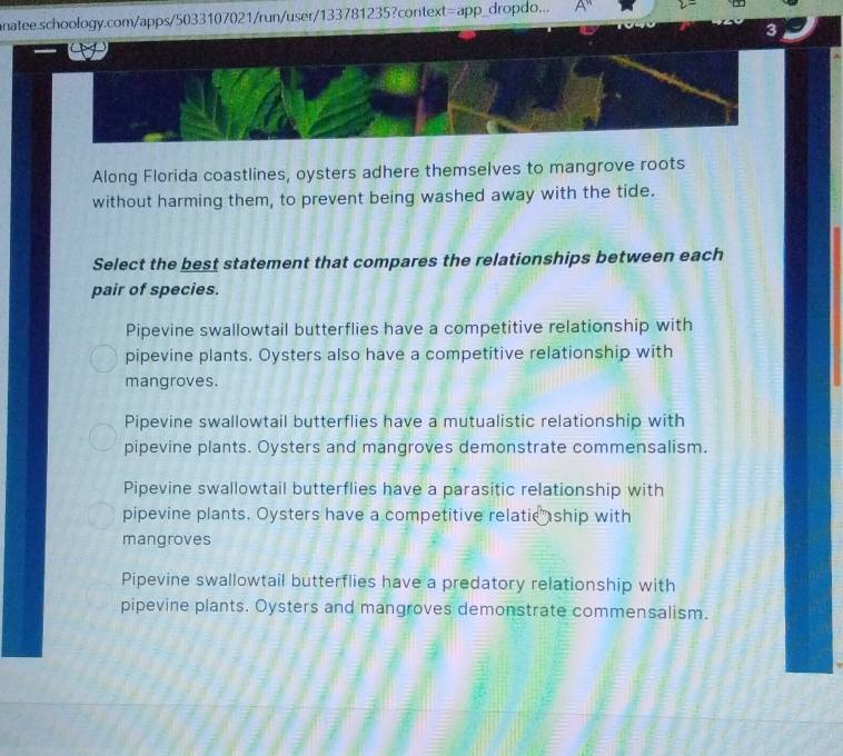 natee.schoology.com/apps/5033107021/run/user/133781235?context=app_dropdo...
3
Along Florida coastlines, oysters adhere themselves to mangrove roots
without harming them, to prevent being washed away with the tide.
Select the best statement that compares the relationships between each
pair of species.
Pipevine swallowtail butterflies have a competitive relationship with
pipevine plants. Oysters also have a competitive relationship with
mangroves.
Pipevine swallowtail butterflies have a mutualistic relationship with
pipevine plants. Oysters and mangroves demonstrate commensalism.
Pipevine swallowtail butterflies have a parasitic relationship with
pipevine plants. Oysters have a competitive relatie ship with
mangroves
Pipevine swallowtail butterflies have a predatory relationship with
pipevine plants. Oysters and mangroves demonstrate commensalism.