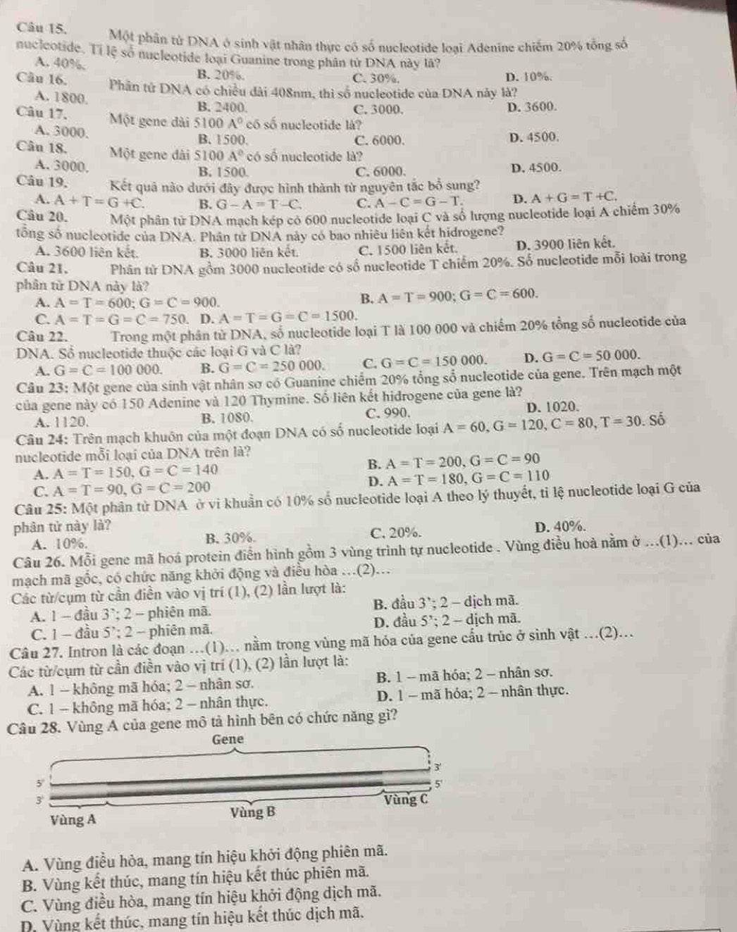 Một phân tử DNA ở sinh vật nhân thực có số nucleotide loại Adenine chiếm 20% tổng số
nucleotide. Ti lệ số nucleotide loại Guanine trong phân tử DNA này lã?
A. 40%.
B. 20%. C. 30%. D. 10%.
Câu 16. Phân tử DNA có chiều dài 408nm, thì số nucleotide của DNA này là?
A. 1800.
B. 2400. C. 3000. D. 3600.
Câu 17. Một gene đài 51 00A° có số nucleotide là?
A. 3000. B. 1500. D. 4500.
C. 6000.
Câu 18. Một gene dài 5100 A° có ∈fty nucleotide là?
A. 3000. B. 1500. C. 6000. D. 4500.
Câu 19, Kết quả nào dưới đây được hình thành từ nguyên tắc bổ sung?
A. A+T=G+C. B. G-A=T-C C. A-C=G-T. D. A+G=T+C.
Câu 20. Một phân tử DNA mạch kép có 600 nucleotide loại C và số lượng nucleotide loại A chiếm 30%
tổng số nucleotide của DNA. Phần tử DNA này có bao nhiêu liên kết hidrogene?
A. 3600 liên kết. B. 3000 liên kết. C. 1500 liên kết. D. 3900 liên kết.
Câu 21. Phân tử DNA gồm 3000 nucleotide có số nucleotide T chiếm 20%. Số nucleotide mỗi loài trong
phân tử DNA này là?
A. A=T=600;G=C=900.
B. A=T=900;G=C=600.
C. A=T=G=C=750. D. A=T=G=C=1500.
Câu 22. Trong một phân từ DNA, số nucleotide loại T là 100 000 và chiếm 20% tổng số nucleotide của
DNA. Sổ nucleotide thuộc các loại G và C là?
A. G=C=100000. B. G=C=250000. C. G=C=150000. D. G=C=50000.
Câu 23: Một gene của sinh vật nhân sơ có Guanine chiếm 20% tổng số nucleotide của gene. Trên mạch một
của gene này có 150 Adenine và 120 Thymine. Số liên kết hidrogene của gene là?
A. 1120. B. 1080. C. 990. D. 1020.
Câu 24: Trên mạch khuôn của một đoạn DNA có số nucleotide loại A=60,G=120,C=80,T=30.. Số
nucleotide mỗi loại của DNA trên là?
A. A=T=150,G=C=140
B. A=T=200,G=C=90
C. A=T=90,G=C=200
D. A=T=180,G=C=110
Câu 25: Một phân tử DNA ở vi khuẩn có 10% số nucleotide loại A theo lý thuyết, tỉ lệ nucleotide loại G của
phân tử này là? D. 40%.
A. 10%. B. 30%. C. 20%.
Câu 26. Mỗi gene mã hoá protein điễn hình gồm 3 vùng trình tự nucleotide . Vùng điều hoà nằm ở ...(1)... của
mạch mã gốc, có chức năng khởi động và điều hòa ...(2)...
Các từ/cụm từ cần điền vào vị trí (1), (2) lần lượt là:
A. 1 - đầu 3`; 2 - phiên mã. B. đầu 3’; 2 - dịch mã.
C. 1 - đầu 5’; 2 - phiên mã.  D. đầu 5’; 2 - dịch mã.
Cầu 27. Intron là các đoạn …(1). nằm trong vùng mã hóa của gene cầu trúc ở sinh vật .(2).
Các từ/cụm từ cần điền vào vị trí (1), (2) lần lượt là:
A. 1 - không mã hóa; 2 - nhân sơ. B. 1 - mã hóa; 2 - nhân sơ.
C. 1 - không mã hóa; 2 - nhân thực. D. 1— mã hóa; 2 - nhân thực.
Câu 28. Vùng A của gene mô tả hình bên có chức năng gì?
A. Vùng điều hòa, mang tín hiệu khởi động phiên mã.
B. Vùng kết thúc, mang tín hiệu kết thúc phiên mã.
C. Vùng điều hòa, mang tín hiệu khởi động dịch mã.
D. Vùng kết thúc, mang tín hiệu kết thúc dịch mã.