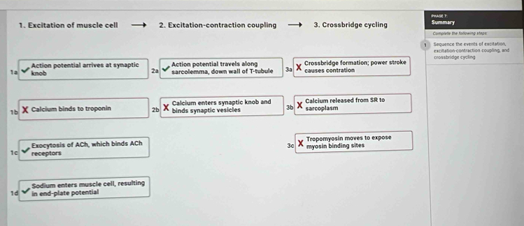 PHASE 7 
1. Excitation of muscle cell 2. Excitation-contraction coupling 3. Crossbridge cycling Summary 
Complete the following steps 
Sequence the events of excitation. excitation-contraction coupling, and 
Action potential arrives at synaptic 2a Action potential travels along Crossbridge formation; power stroke crossbridge cycling 
1a knob sarcolemma, down wall of T-tubule 3a causes contration 
1b χ Calcium binds to troponin 2b binds synaptic vesicles Calcium enters synaptic knob and X sarcoplasm Calcium released from SR to
3b
Exocytosis of ACh, which binds ACh Tropomyosin moves to expose
3c myosin binding sites
1c receptors 
Sodium enters muscle cell, resulting 
1d in end-plate potential