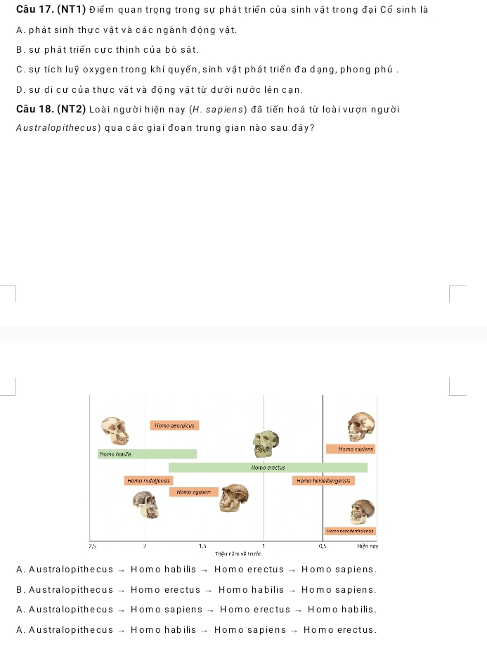 (NT1) Điểm quan trọng trong sự phát triển của sinh vật trong đại Cổ sinh là
A. phát sinh thực vật và các ngành động vật.
B. sự phát triển cực thịnh của bò sát,
C. sự tích luỹ oxygen trong khí quyển, sinh vật phát triển đa dạng, phong phú .
D. sự di cư của thực vật và động vật từ dưới nước lên cạn.
Câu 18. (NT2) Loài người hiện nay (H. sapiens) đã tiến hoá từ loài vượn người
Australopithecus) qua các giai đoạn trung gian nào sau đây?
A. Australopithecus → Homo habilis → Homo erectus → Homo sapiens.
B. Australopithecus → Homo erectus → Homo habilis → Homo sapiens.
A. Australopithecus → Homo sapiens → Homo erectus → Homo habilis.
A. Australopithecus → Homo habilis → Homo sapiens → Homo erectus.