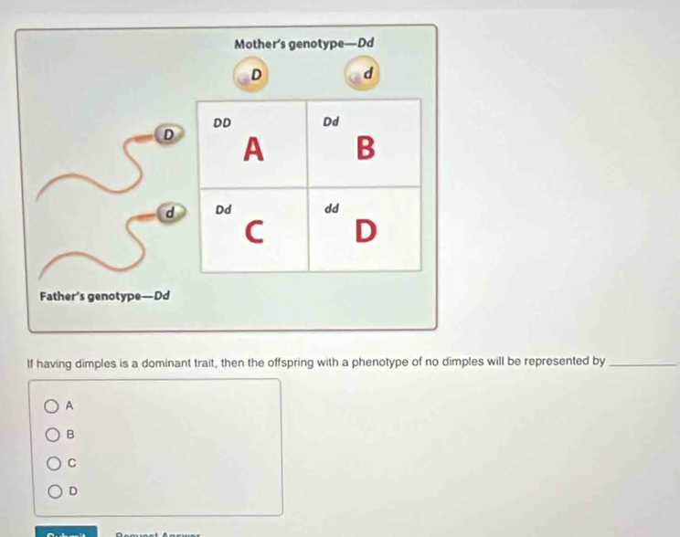 Mother’s genotype—Dd
D
d
DD Dd
D A B
d Dd dd
C D
Father’s genotype—Dd
If having dimples is a dominant trait, then the offspring with a phenotype of no dimples will be represented by_
A
B
C
D