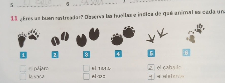 5
_6
11 ¿Eres un buen rastreador? Observa las huellas e indica de qué animal es cada un
el pájaro el mono el caballo
la vaca el oso el elefante