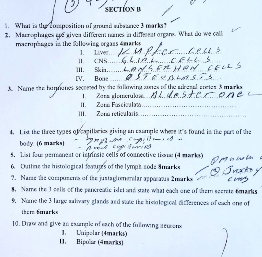 SECTÍON B 
1. What is the composition of ground substance 3 marks? 
2. Macrophages are given different names in different organs. What do we call 
macrophages in the following organs 4marks 
I. Liver_ 
II. CNS_ 
III. Skin_ 
IV. Bone_ 
_ 
3. Name the hormones secreted by the following zones of the adrenal cortex 3 marks 
I. Zona glomerulosa_ 
II. Zona Fasciculata_ 
III. Zona reticularis_ 
4. List the three types of capillaries giving an example where it’s found in the part of the 
body. (6 marks) 
5. List four permanent or intrinsic cells of connective tissue (4 marks) 
6. Outline the histological features of the lymph node 8marks 
7. Name the components of the juxtaglomerular apparatus 2marks 
8. Name the 3 cells of the pancreatic islet and state what each one of them secrete 6marks 
9. Name the 3 large salivary glands and state the histological differences of each one of 
them 6marks 
10. Draw and give an example of each of the following neurons 
I. Unipolar (4marks) 
II. Bipolar (4marks)