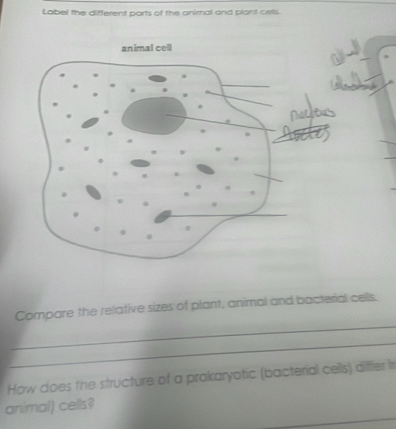 Label the different parts of the animal and plant cells. 
_ 
Compare the relative sizes of plant, animal and bacterial cells. 
_ 
How does the structure of a prokaryotic (bacterial cells) diffier fr 
_ 
animal) cells?