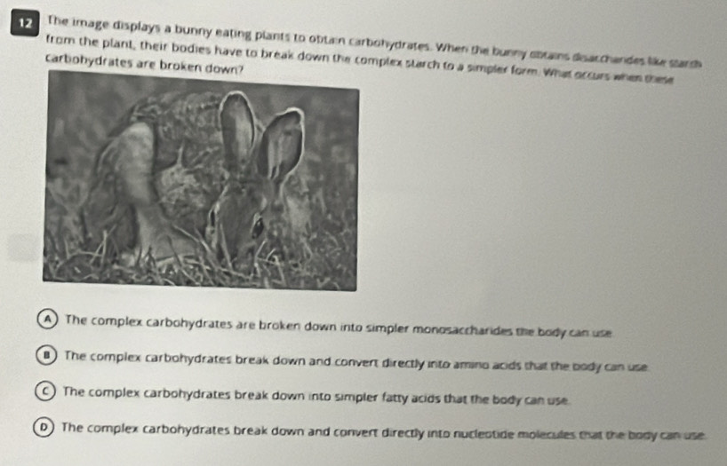 The image displays a bunny eating plants to obtain carbohydrates. When the bunny sbtains disacchandes like starch
from the plant, their bodies have to break down the complex starch to a simpler form. What occurs when shee
carbobydrates are broken down?
A) The complex carbohydrates are broken down into simpler monosaccharides the body can use
). The complex carbohydrates break down and convert directly into amino acids that the body can use
) The complex carbohydrates break down into simpler fatty acids that the body can use
D) The complex carbohydrates break down and convert directly into nuclestide molecules that the body can use