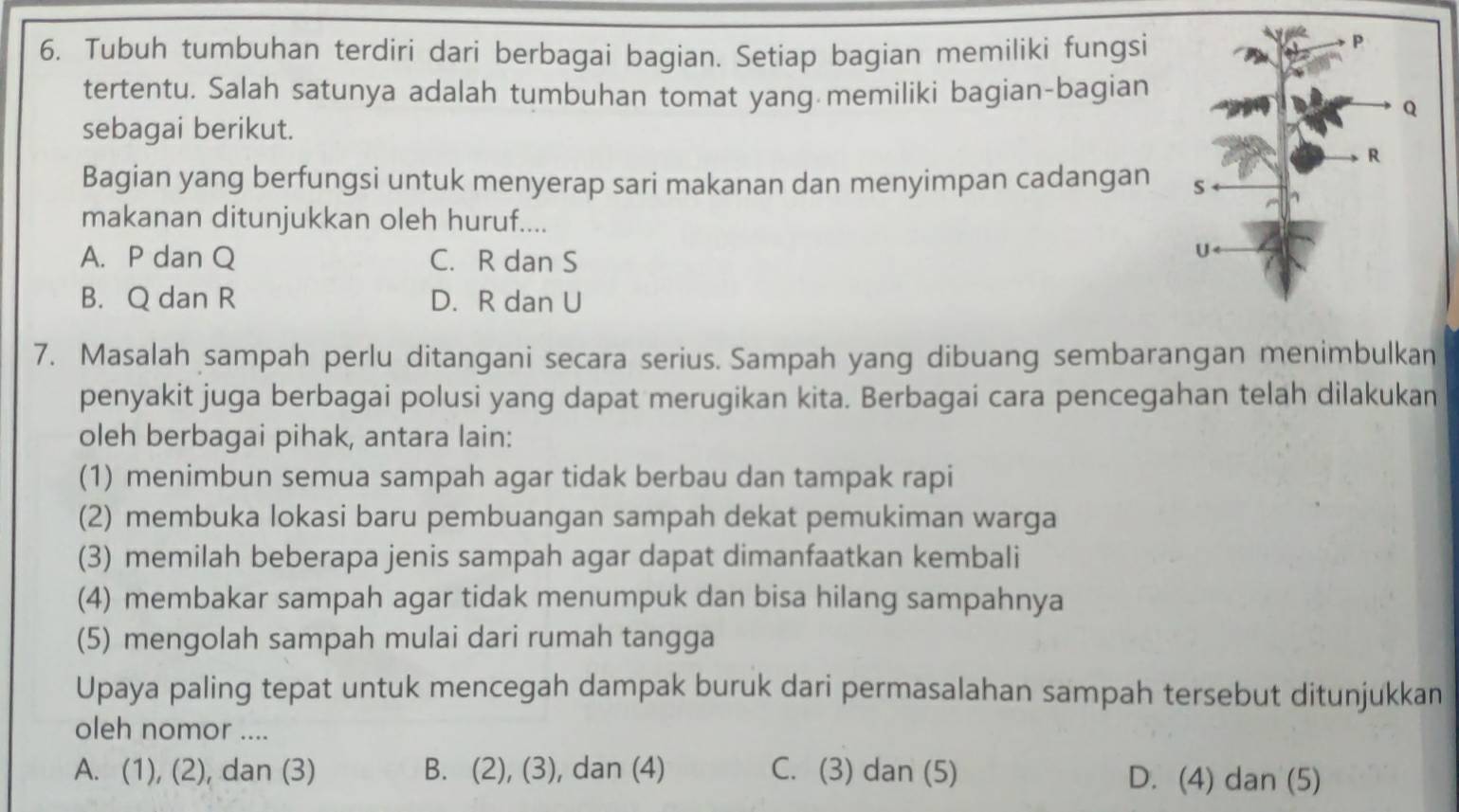 Tubuh tumbuhan terdiri dari berbagai bagian. Setiap bagian memiliki fungsi
tertentu. Salah satunya adalah tumbuhan tomat yang memiliki bagian-bagian
sebagai berikut.
Bagian yang berfungsi untuk menyerap sari makanan dan menyimpan cadangan 
makanan ditunjukkan oleh huruf....
A. P dan Q C. R dan S
B. Q dan R D. R dan U
7. Masalah sampah perlu ditangani secara serius. Sampah yang dibuang sembarangan menimbulkan
penyakit juga berbagai polusi yang dapat merugikan kita. Berbagai cara pencegahan telah dilakukan
oleh berbagai pihak, antara lain:
(1) menimbun semua sampah agar tidak berbau dan tampak rapi
(2) membuka lokasi baru pembuangan sampah dekat pemukiman warga
(3) memilah beberapa jenis sampah agar dapat dimanfaatkan kembali
(4) membakar sampah agar tidak menumpuk dan bisa hilang sampahnya
(5) mengolah sampah mulai dari rumah tangga
Upaya paling tepat untuk mencegah dampak buruk dari permasalahan sampah tersebut ditunjukkan
oleh nomor ....
A. (1), (2), dan (3) B. (2), (3), dan (4) C. (3) dan (5) D. (4) dan (5)