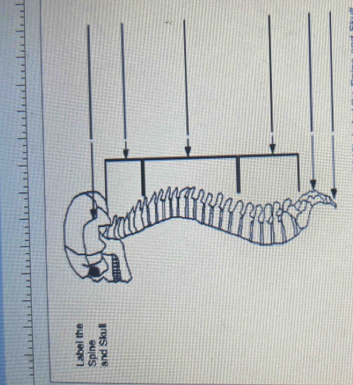 Label the 
Spine 
and Skull