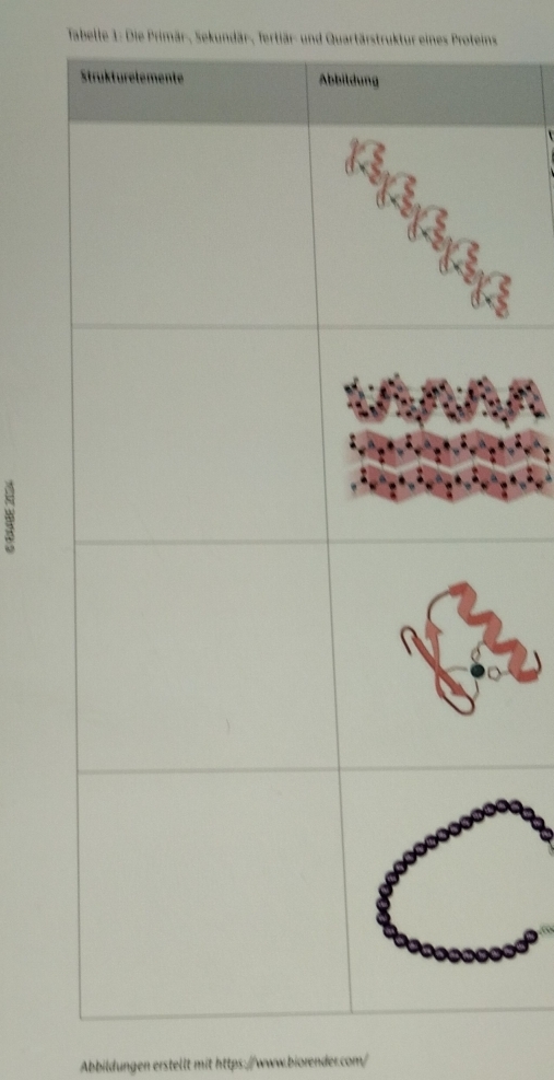 Tabelle 1: Die Primär-, Sekundär, Tertiär- und Quartärstruktur eines Proteins 
Abbildungen erstellt mit https://www.biorender.com/