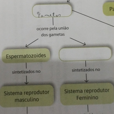 Pa
ocorre pela união
dos gametas
Espermatozoides
sintetizados no sintetizados no
Sistema reprodutor Sistema reprodutor
masculino Feminino