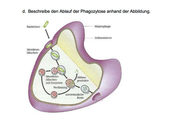 Gelöst:Beschreibe den Ablauf der Phagozytose anhand der Abbildung.