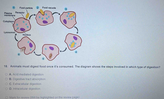 Solved: Animals must digest food once it's consumed. The diagram shows ...