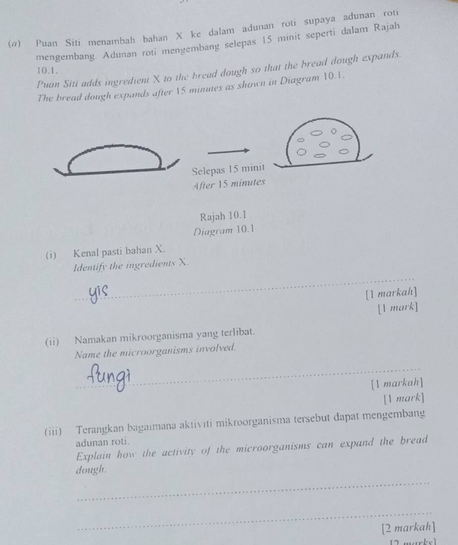 (4) Puan Siti menambah bahan X ke dalam adunan roti supaya adunan roti 
mengembang. Adunan roti mengembang selepas 15 minit seperti dalam Rajah 
10.1. 
Puan Siti adds ingredient X to the bread dough so that the bread dough expands. 
The bread dough expands after 15 minutes as shown in Diagram 10.1. 
Selepas 15 minit
After 15 minutes
Rajah 10.1 
Diagram 10.1 
(i) Kenal pasti bahan X. 
_ 
Identify the ingredients X. 
[1 markah] 
[Vmark] 
(ii) Namakan mikroorganisma yang terlibat. 
Name the microorganisms involved. 
_ 
[1 markah] 
[1 mark] 
(iii) Terangkan bagaimana aktiviti mikroorganisma tersebut dapat mengembang 
adunan roti. 
Explain how the activity of the microorganisms can expand the bread 
_ 
dough. 
_ 
[2 markah] 
marks]