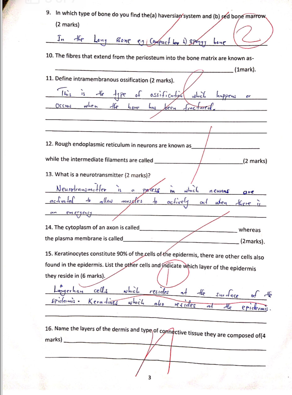 In which type of bone do you find the(a) haversian system and (b) red bone marrow 
(2 marks) 
_ 
10. The fibres that extend from the periosteum into the bone matrix are known as- 
_(1mark). 
11. Define intramembranous ossification (2 marks). 
_ 
_ 
_ 
_ 
12. Rough endoplasmic reticulum in neurons are known as_ 
while the intermediate filaments are called_ (2 marks) 
13. What is a neurotransmitter (2 marks)? 
_ 
_ 
_ 
_ 
14. The cytoplasm of an axon is called_ whereas 
the plasma membrane is called_ 
(2marks). 
15. Keratinocytes constitute 90% of the cells of the epidermis, there are other cells also 
found in the epidermis. List the other cells and indicate which layer of the epidermis 
they reside in (6 marks). 
_ 
_ 
_ 
16. Name the layers of the dermis and type of connective tissue they are composed of(4 
marks)_ 
_ 
3