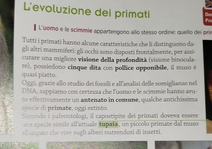 L'evoluzione dei primati 
Om 
Pri 
L'uomo e le scimmie appartengono allo stesso ordine: quello dei prir 
Tutti i primati hanno alcune caratteristiche che li distinguono da- 
gli altri mammiferi: gli occhi sono disposti frontalmente, per assi- 
curare una migliore visione della profondità (visione binocula- 
re), possiedono cinque dita con pollice opponibile, il muso è 
quasi piatto. 
Oggi, grazie allo studio dei fossili e all’analisi delle somiglianze nel 
DNA, sappiamo con certezza che luomo e le scimmie hanno avu- 
to effettivamente un antenato in comune, qualche antichissima 
specie di primate, oggi estinto. 
Secondo i paleontologi, il capostipite dei primati doveva essere 
una specie simile all'attuale tupaia, un piccolo primate dal muso 
allungato che vive sugli alberi nutrendosi di insetti.