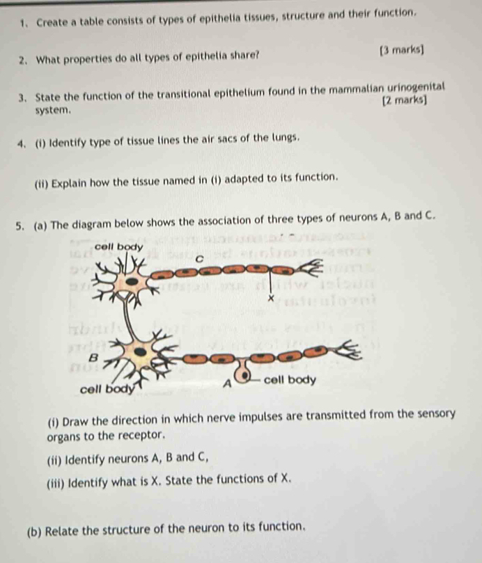 Create a table consists of types of epithelia tissues, structure and their function. 
2. What properties do all types of epithelia share? [3 marks] 
3. State the function of the transitional epithelium found in the mammalian urinogenital 
system. [2 marks] 
4. (i) Identify type of tissue lines the air sacs of the lungs. 
(ii) Explain how the tissue named in (i) adapted to its function. 
5. (a) The diagram below shows the association of three types of neurons A, B and C. 
(i) Draw the direction in which nerve impulses are transmitted from the sensory 
organs to the receptor. 
(ii) Identify neurons A, B and C, 
(iii) Identify what is X. State the functions of X. 
(b) Relate the structure of the neuron to its function.