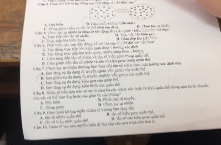 Hình anh mô tả tác đông của một nhân tổ tiền hòa nào?
.
A. Đột biển. B. Giao phối không ngẫu nhiên.
C. Dòng gene (nều có chỉ có thể phát tân đến). D. Chọn lọc tự nhiên.
Câu 5. Chọn lọc tự nhiên là nhân tổ tác động lên kiểu gene / kiểu hình như thể nào?
A. Trực tiếp lên tản số alelle. B. Trực tiếp lên kiểu gen.
C. Trực tiếp lên kiểu hình. D. Gián tiếp lên kiểu hình.
Cầu 6. Phát biểu nào sau đây đùng về vai trò của CLTN đối với tiền hóa?
A. Tác động trực tiếp lên kiểu hình theo 1 hướng xác định.
B. Tác động trực tiếp lên kiểu gene, alelle cũng theo 1 hướng.
C. Làm tăng dẫn tần số allele và tần số kiểu gene trong quần thể.
D. Làm giám dẫn tần số allele và tần số kiểu gene trong quản thể.
Câu 7. Chọn lọc tự nhiên thường làm thay đội tần số allele theo một hướng xác định nên
A. làm tăng sự đa dạng di truyện (giàu vốn gene) của quần thể.
B. làm giám sự đa dạng dị truyền (nghè9 vốn gene) của quản thể.
C. làm tăng sự đa đạng kiểu gen của quản thể
D. làm tăng sự đa dạng kiểu hình của quản thể.
Câu 8. Nhân tổ tiền hóa nào có sự di chuyển các allele vào hoặc ra khôi quản thể thông qua sự di chuyển
của các cá thể hữu thụ hoặc các giao tử của chủng?
A. Đột biển. B. Phiêu bạt di truyền.
C. Dòng gene. D. Chọn lọc tự nhiên.
Câu 9. Giao phối không ngẫu nhiên sẽ không làm thay đổi
A. tần số allele quân thể. B. tần số kiểu gene quản thể
C. tần số kiểu hình quản thể. D. tân số các kiểu gene quản thể.
Câu 10. Nhân tổ tạo nên nguồn biển dị thứ cấp cho quá trình tiền hoá là